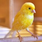 Sárga kanári madár ül egy fapálcán a kalitkában, élénk színével és kíváncsi tekintetével.