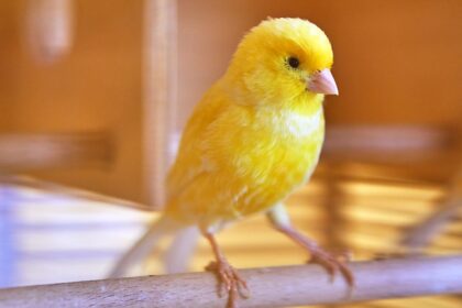 Sárga kanári madár ül egy fapálcán a kalitkában, élénk színével és kíváncsi tekintetével.