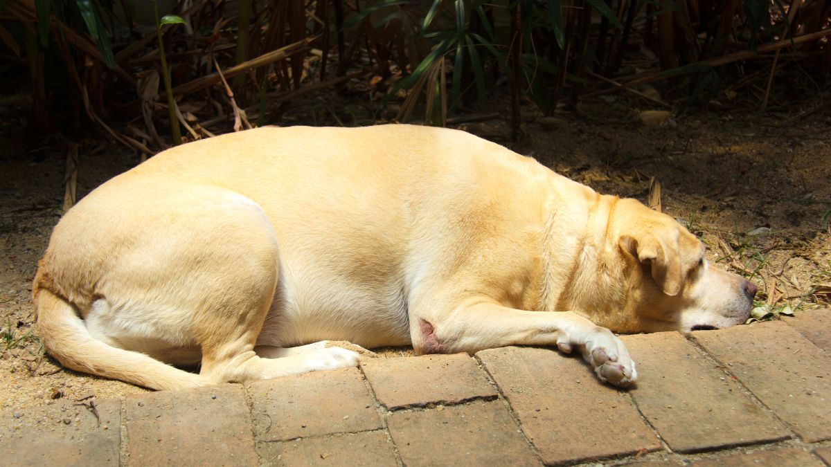 Miért árt a túlsúly kutyádnak, és hogyan előzheted meg? Egy túlsúlyos, sárga színű kutya fekszik a földön, pihenve a napfényben.