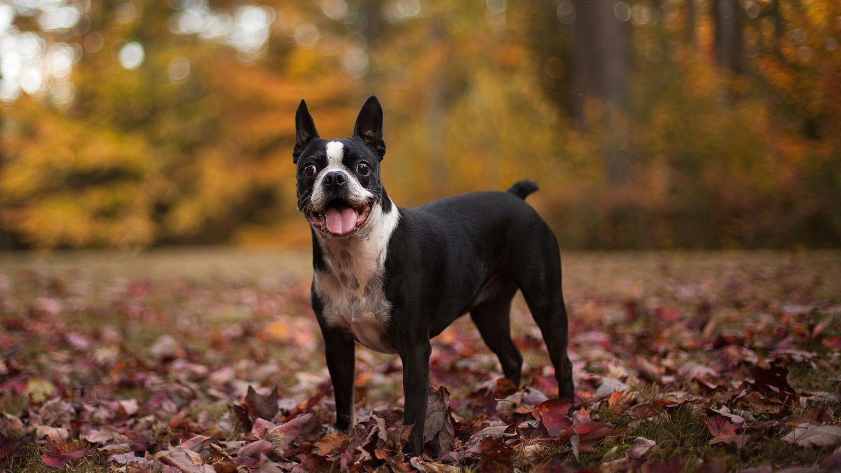 Egy vidám terrier kutya áll egy őszi falevelekkel borított réten, mosolyogva néz a kamerába.