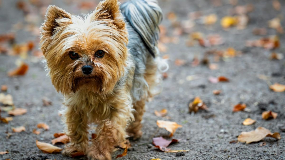 Egy Yorkshire terrier sétál egy őszi parkban, körülötte lehullott falevelek.