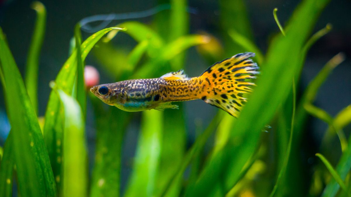Guppi hal: Legnépszerűbb akváriumi halak gondozása és tartása Egy színes guppi hal úszik a zöld növények között az akváriumban.