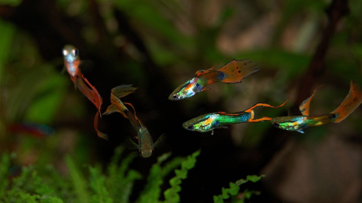 Guppi hal: Legnépszerűbb akváriumi halak gondozása és tartása Színes guppi halak úsznak egy akváriumban, zöld növények között.