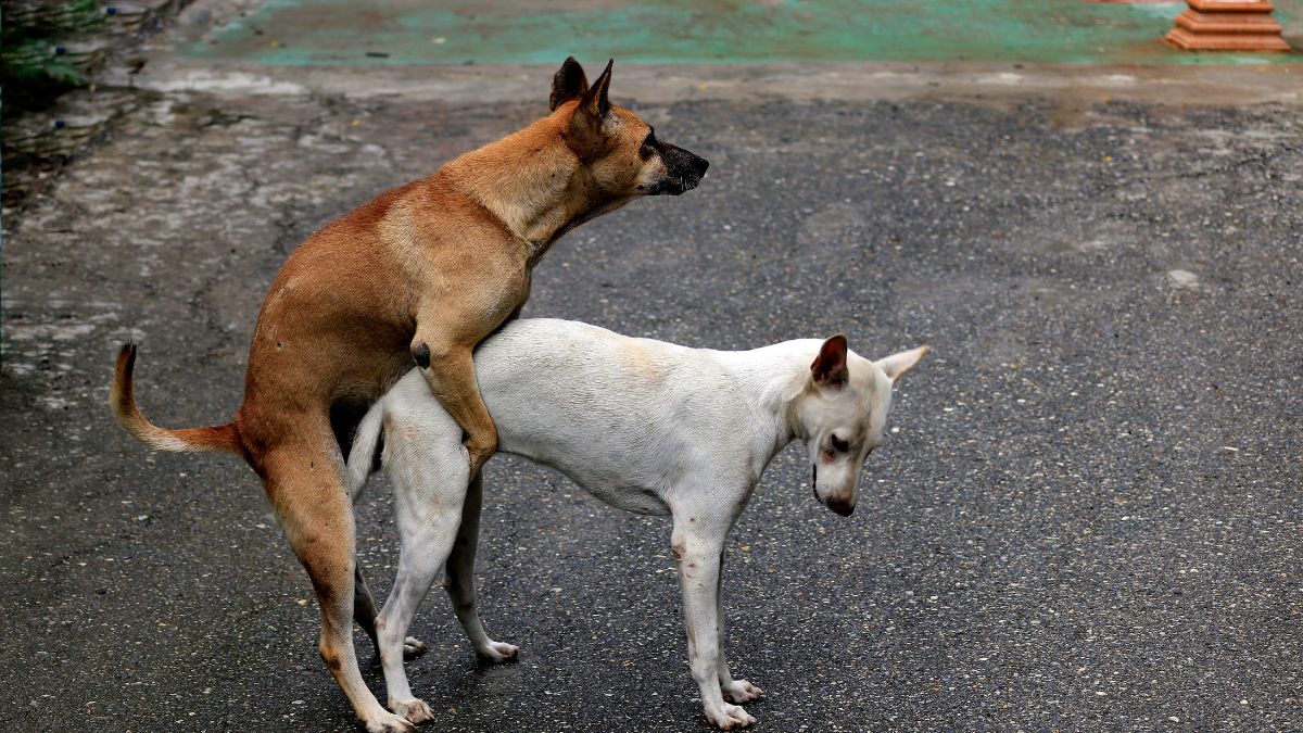 Két kutya párzási pozícióban, az egyik barna, a másik fehér színű, az utcán.