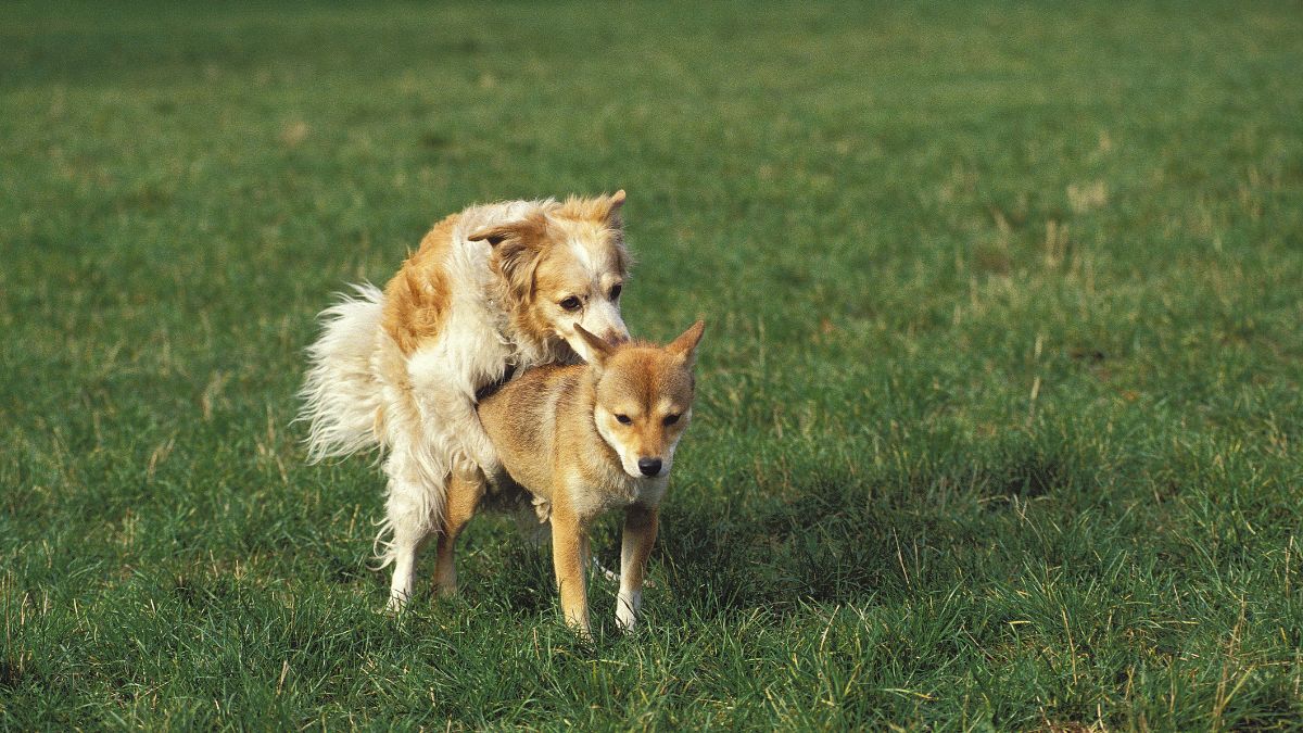Két kutya párzik a zöld fűben, a természetes szaporodás folyamatát bemutatva.