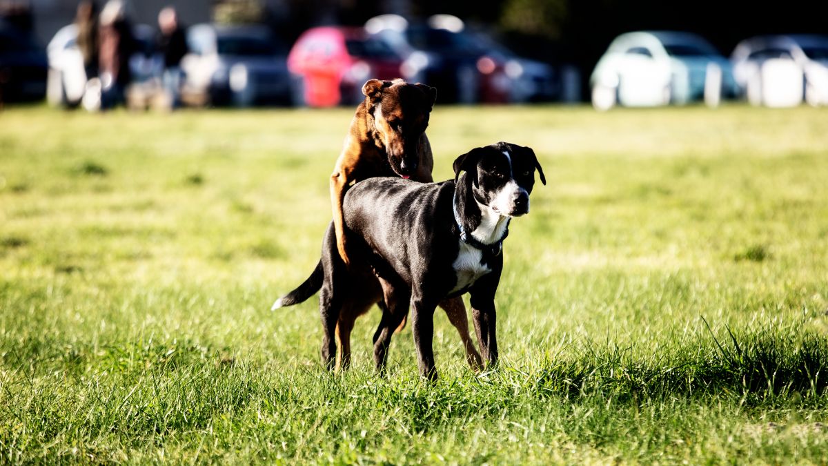 Két kutya, egy barna és egy fekete, párzási pozícióban, zöld fűvel borított területen.
