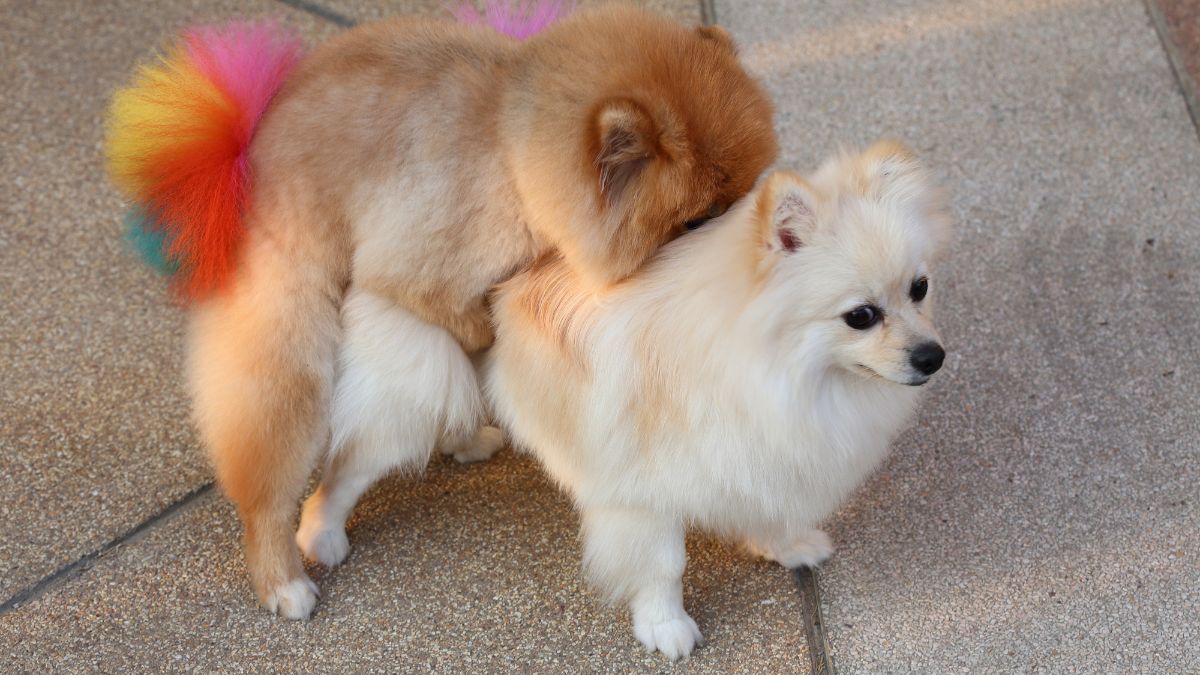 Két pomerániai kutya párzik, az egyik színes farokkal rendelkezik, míg a másik fehér szőrű.