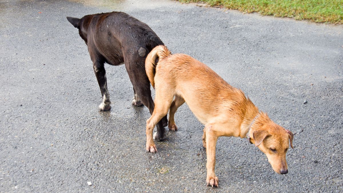 Két kutya, egy fekete és egy barna, egymás mellett állva szagolnak az utcán.