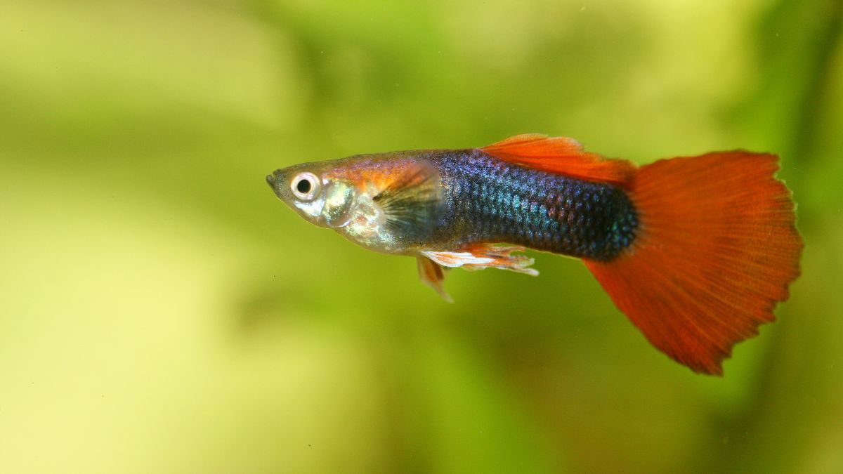 Guppi hal: Legnépszerűbb akváriumi halak gondozása és tartása Egy színes guppi hal úszik az akváriumban, élénk narancs és kék színekben pompázik.