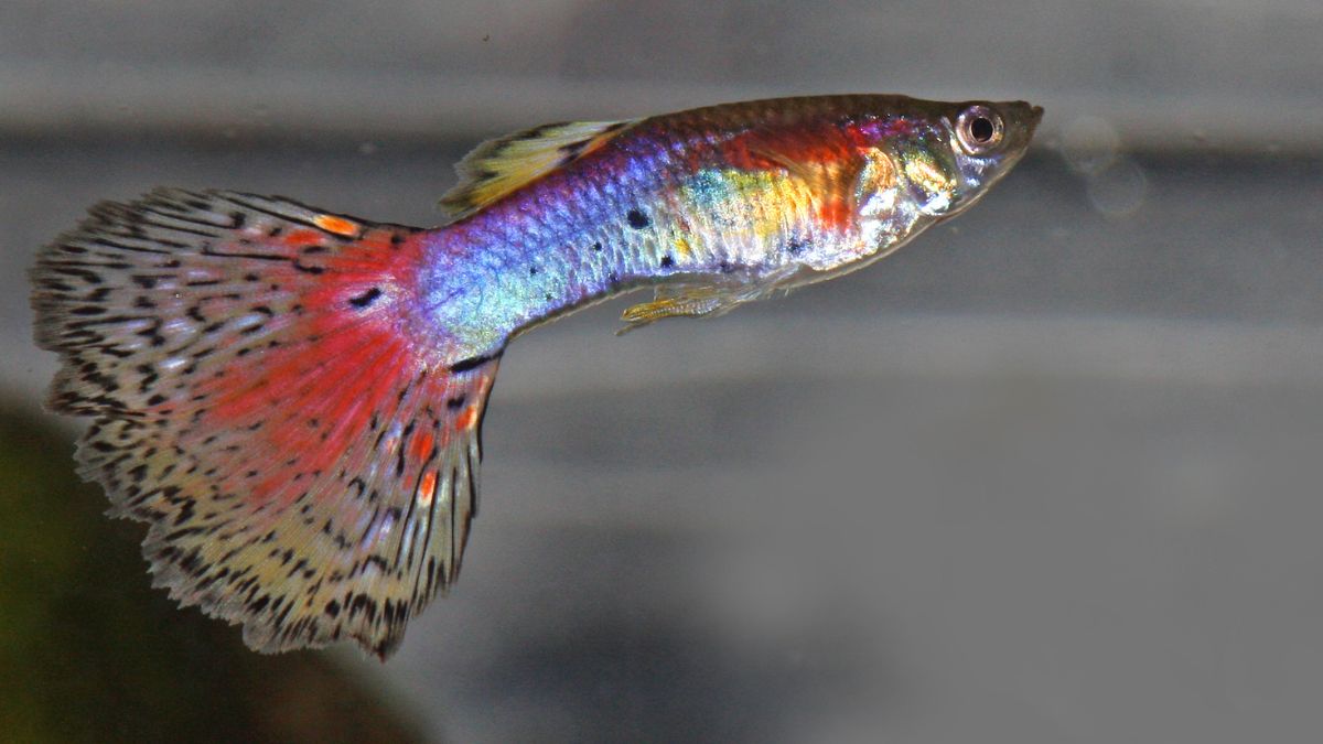 Egy színes guppi hal úszik az akváriumban, élénk színű uszonyai és teste vonzzák a figyelmet.