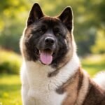 Boldog amerikai akita inu a szabadban