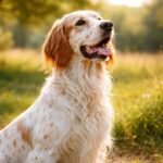 Egy angol szetter kutya, gyönyörű természetes környezetben.