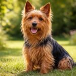 Ausztrál terrier kutya zöld környezetben, boldog arccal.