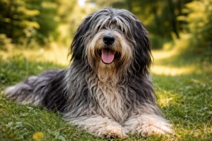 Bergamói juhászkutya a fűben fekve, vidám arccal.