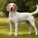 Billy francia kopó a zöld fűben, boldog és aktív kutya