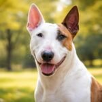 Egy boldog bullterrier kutya a zöld fűben.