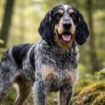 Gascogne-i kék griffon erdőben, figyelmes arccal.