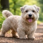 Egy boldog Glen of Imaal terrier sétál az erdőben.