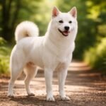 Fehér Kishu ken kutya, aki az erdőben áll