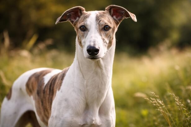 Karcsú magyar agár fut egy zöld mezőn világos napsütésben