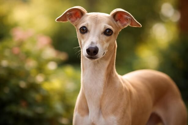 Olasz agár: elegáns és aktív kutyafajta