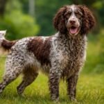 Pont-Audemer-i spániel kutya a zöld fűben, boldog arccal.