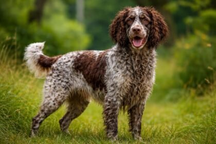 Pont-Audemer-i spániel kutya a zöld fűben, boldog arccal.