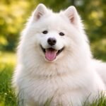 Mosolygós szamojéd kutya zöld fűben ülve