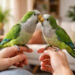 Két barátpapagáj, játékos és szocializált állapotban, gazdáik kezén